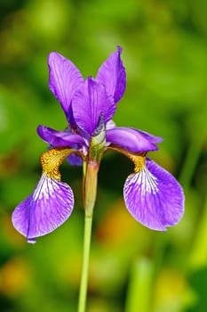 Blue iris flower in front of green leaves