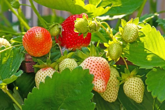 Red and green strawberries amid leaves