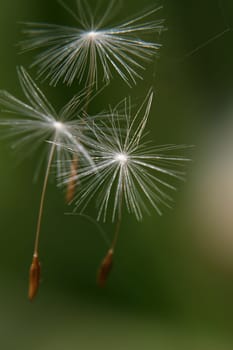 Dandelion seeds in the wind