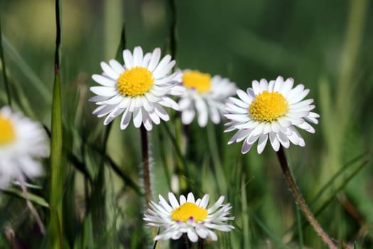 Daisies in the meadow