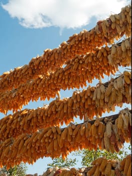 Corn on the cob for drying,harvesting on a pole outdoors in China