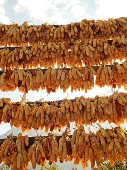Corn on the cob for drying,harvesting on a pole outdoors in China