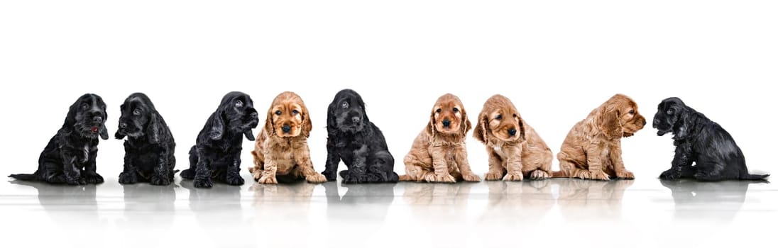 Pups