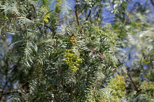 unripe red pepper berries on the tree