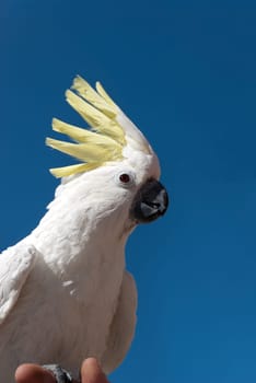 Cockatoo parrot white with yellow crest