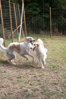 pair of greyhounds Russian Borzoi at play