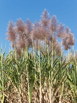 Sugar cane,plantation of plant in bloom in sunny weather