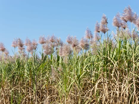Sugar cane,plantation of plant in bloom in sunny weather