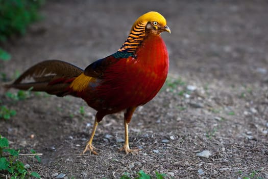 Courtship display
