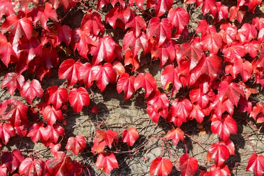 Parthenocissus tricuspidata