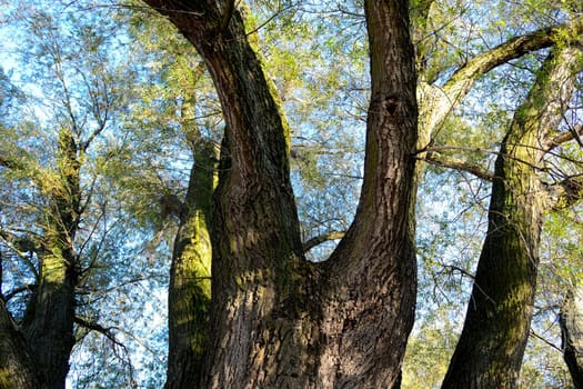 Salix alba in floodplain landscape