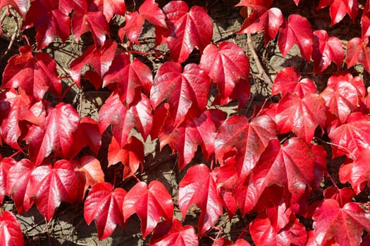 Parthenocissus tricuspidata