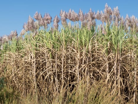 Sugar cane,plantation of plant in bloom in sunny weather