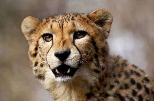 Cheetah