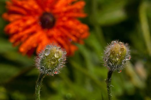 Corn poppy
