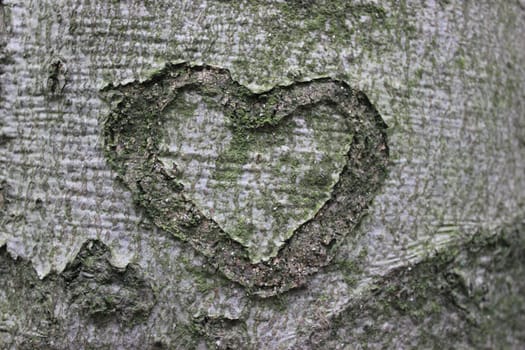 Bark Heart