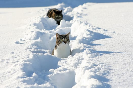 The Ambush Attack