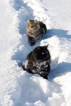 Two in the powder snow