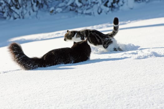 Cat games in the snow