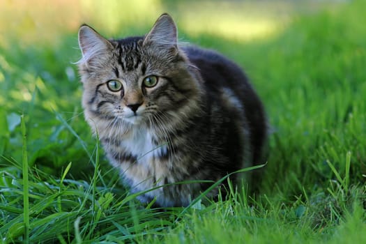 Curious stalking