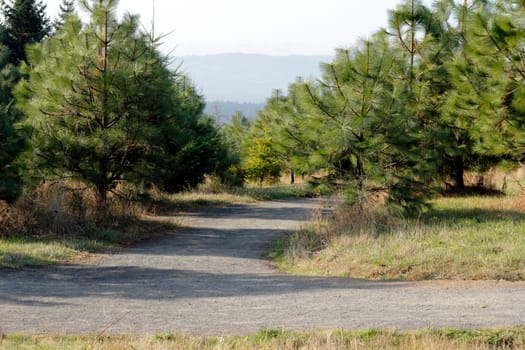 Nature trail through a public park on a sunny day that has one path leading to two.