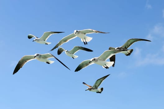 A group of beautiful seagull are flying in a blue sky