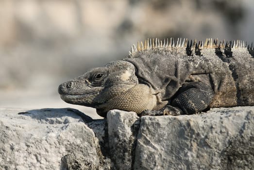 Wild iguana portrait on the rock under the sun