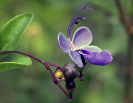 Clerodendrum ugandense