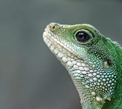 Curiosity [Physignathus cocincinus]