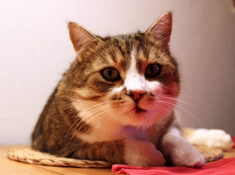 Cat portrait