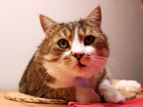 Cat portrait
