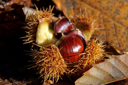 Castanea sativa