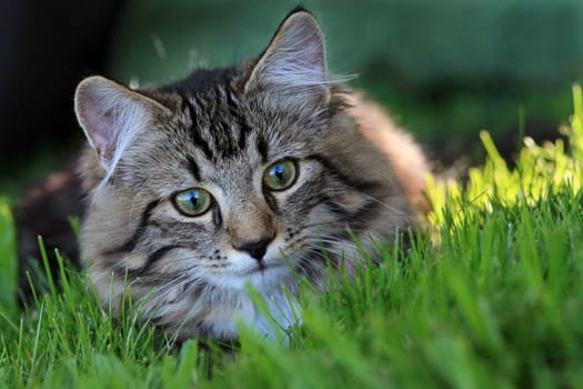 Lying in wait in the grass