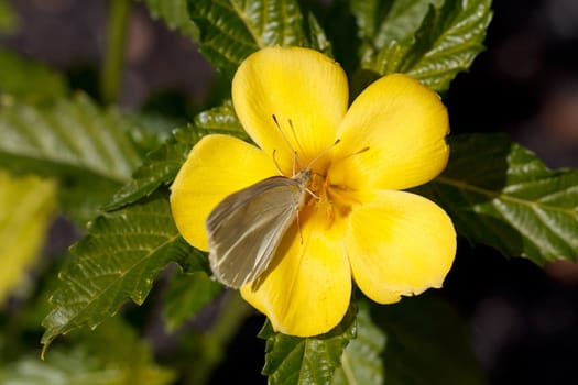 Butterfly on the flower