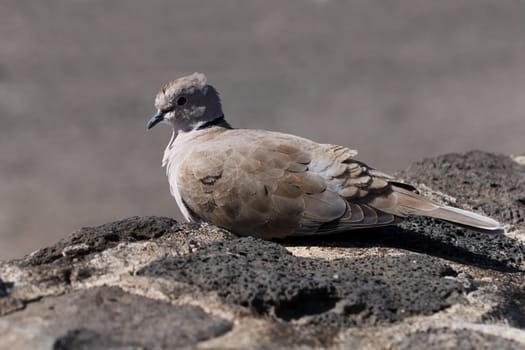 Pigeon in Canary Islands