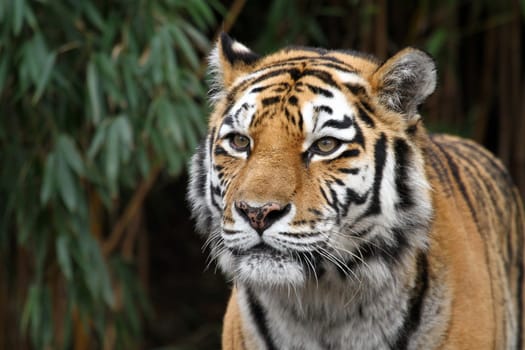 TigerPortrait
