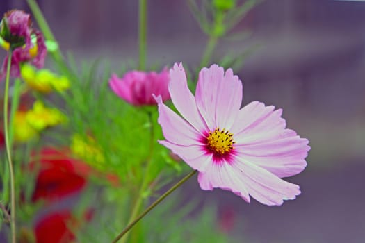 Cosmea in the cottage garden