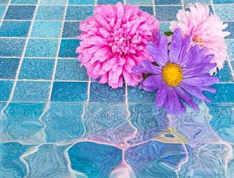 Pink and Violet Dahlia Flowers on Blue Bathroom Tiles