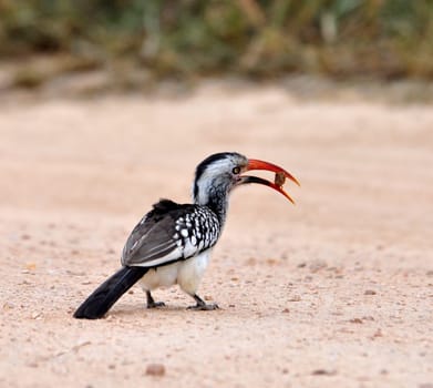 Redbilled Hornbill bird in the Kruger Park, South Africa.