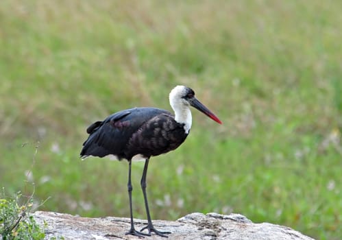 A Wooly-necked Stork in South Africa Kruger Park