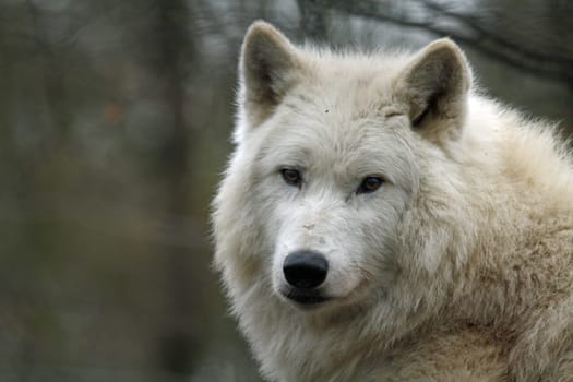 Arctic Wolf