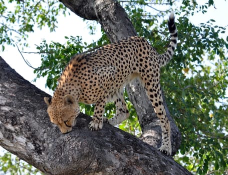 A Cheetah in the Kruger National Park, South Africa.