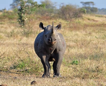 A Black Rhinoceros in the Kruger National Park, South Africa, about to charge.