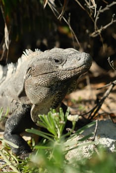 Wild iguana portrait on the rock under the sun