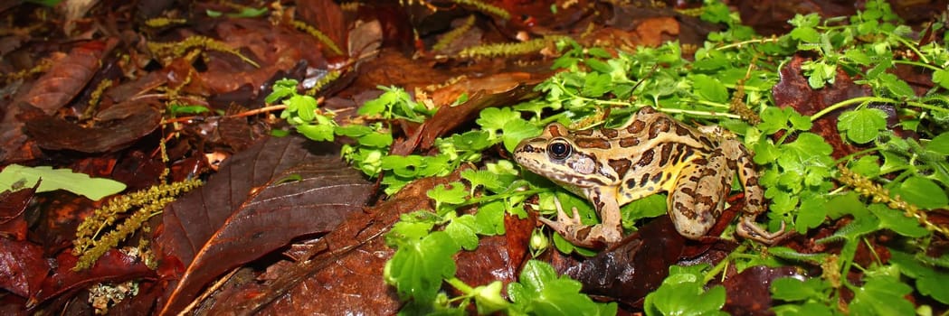 A Pickerel Frog (Rana palustris) sits on the forest floor at Monte Sano State Park - Alabama.
