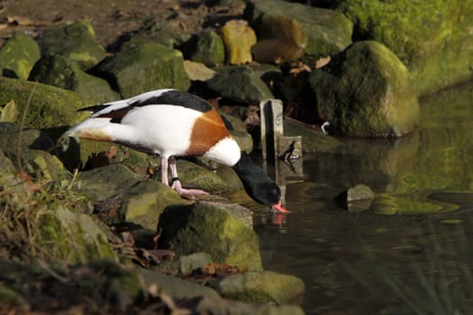 Common shelduck