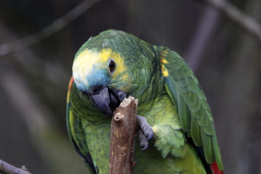 Blue-fronted amazon