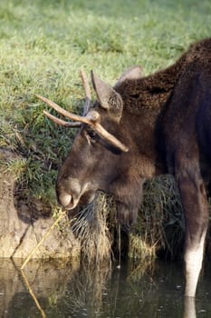 Bull moose in the water