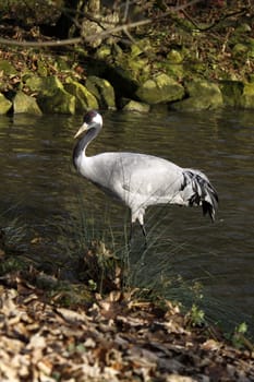 Common crane