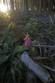 Red foxglove in a forest clearing